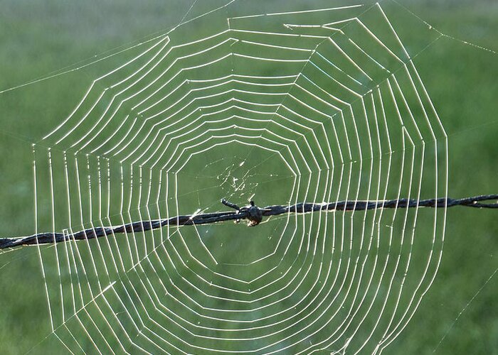 Web Greeting Card featuring the photograph Web On Barbwire by Phil And Karen Rispin