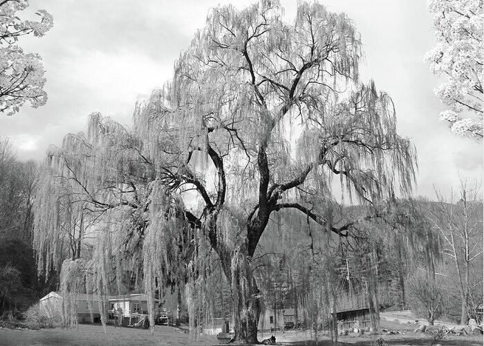 Willow Tree Greeting Card featuring the photograph Weeping Willow by Mike McGlothlen