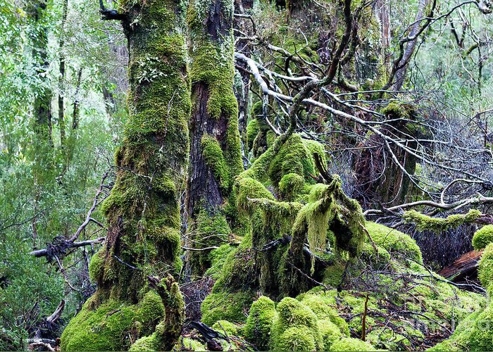 Tasmania Greeting Card featuring the photograph Weindorfer's Forest, Cradle Mountain,Tasmania, Australia by Elaine Teague