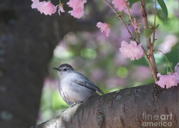 Bird Greeting Card featuring the photograph Welcome Home Catbird by Chris Scroggins