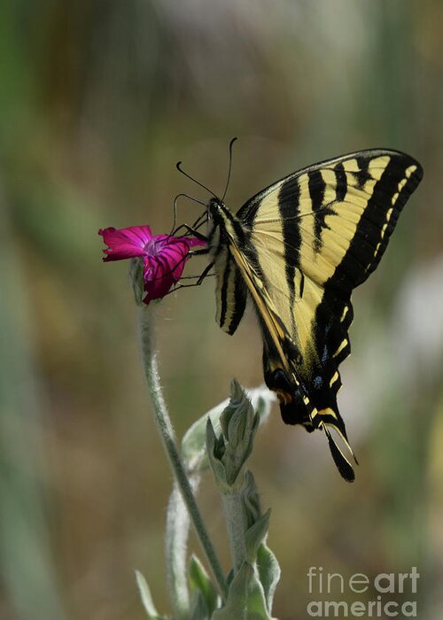 Western Tiger Swallowtail Greeting Card featuring the photograph Western Tiger Swallowtail Butterfly in Profile by Nancy Gleason