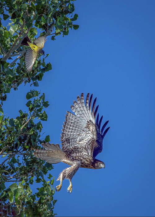Red Tailed Hawk Greeting Card featuring the photograph Western Kingbird vs Red Tailed Hawk 3 by Rick Mosher