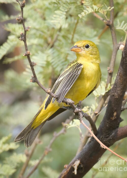 Bird Greeting Card featuring the photograph Western Tanager in the Forest by Lisa Manifold