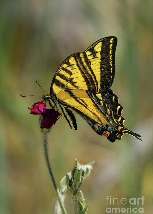 Western Tiger Swallowtail Greeting Card featuring the photograph Western Tiger Swallowtail #2 by Nancy Gleason