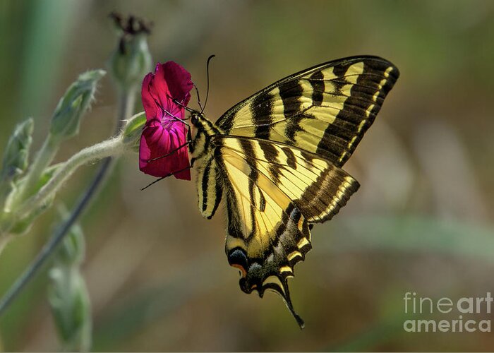 Western Tiger Swallowtail Greeting Card featuring the photograph Western Tiger Swallowtail on Rose Campion Flower #3 by Nancy Gleason