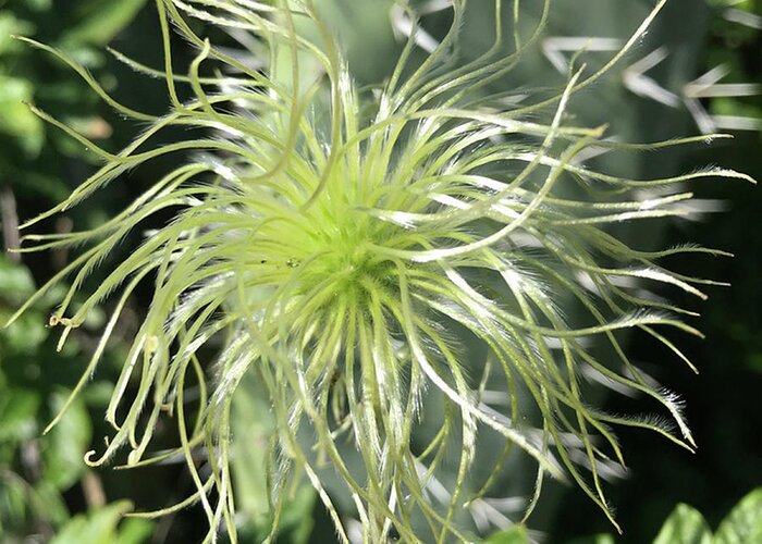 Clematis Greeting Card featuring the photograph Western White Clematis by Perry Hoffman