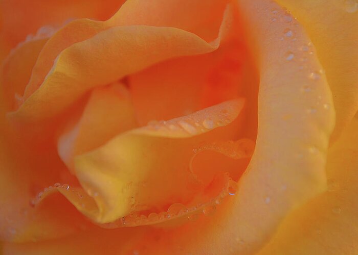 Rose Greeting Card featuring the photograph Wet Gold Peach Rose Petals Close Up by Gaby Ethington
