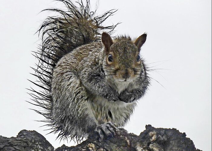 Grey Squirrel Greeting Card featuring the photograph Wet Squirrel by Lyuba Filatova