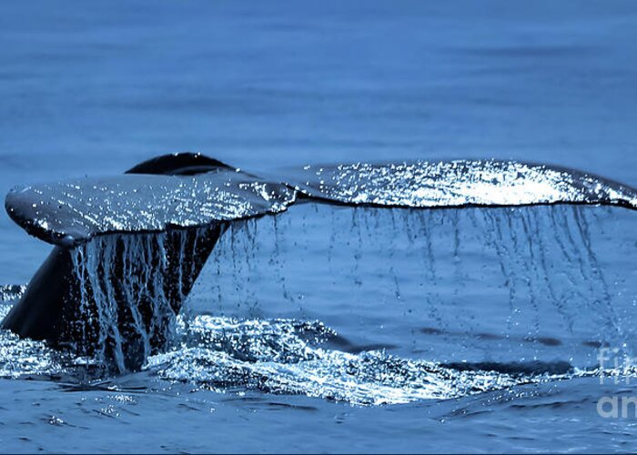 Whales Greeting Card featuring the photograph Whale Tale by Theresa D Williams