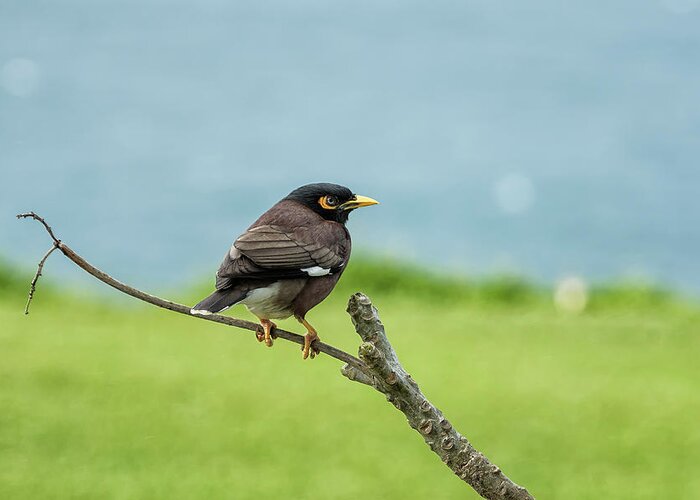 Common Myna Greeting Card featuring the photograph What's Common About a Common Myna by Belinda Greb
