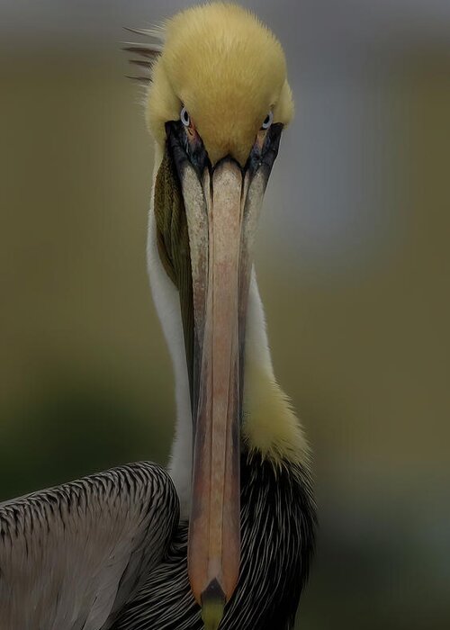 Pelican Greeting Card featuring the photograph What's Up by JASawyer Imaging