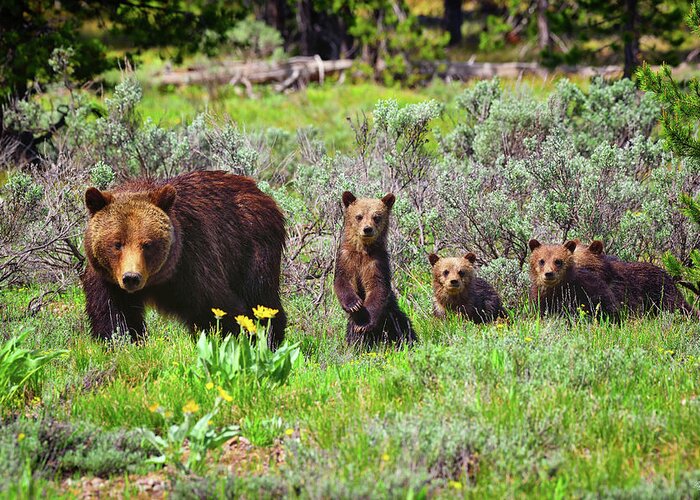 Grizzly 399 Greeting Card featuring the photograph Where Are We Going Mom? by Greg Norrell