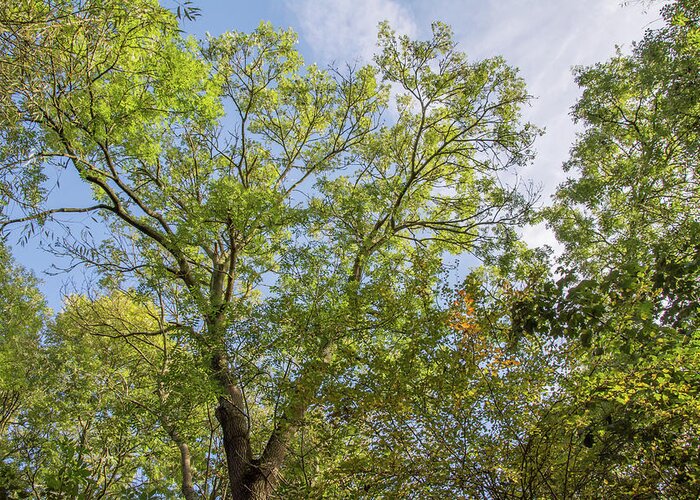 Whetstone Stray Greeting Card featuring the photograph Whetstone Stray Trees Fall 11 by Edmund Peston