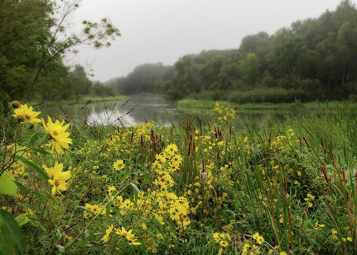 Wildflowers Greeting Card featuring the photograph Whisper of Autumn - foggy Compass plant wildflowers on banks of the Yahara river by Peter Herman