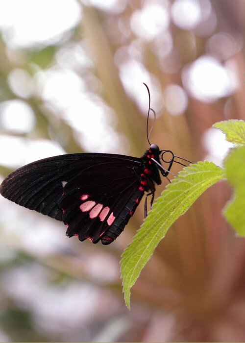 Parides-iphidamas Greeting Card featuring the photograph Whispering of butterfly wings 14 by Jaroslav Buna