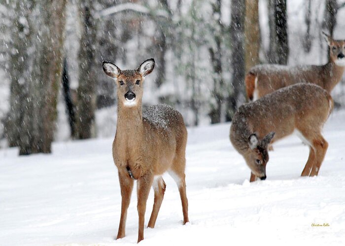 Winter Greeting Card featuring the photograph Winter Whitetails by Christina Rollo
