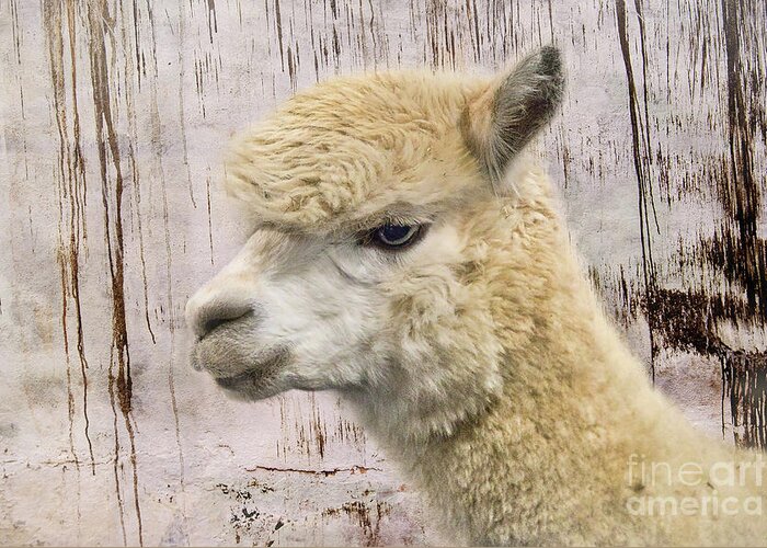 Alpaca Greeting Card featuring the photograph White Alpaca At The Barn by Amy Dundon