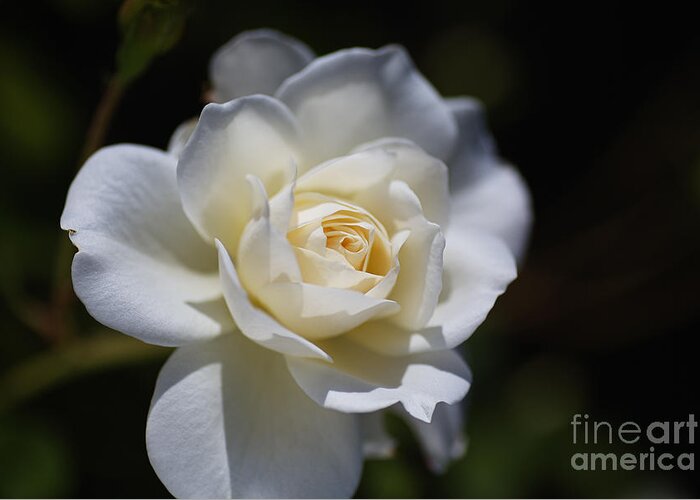 Floribunda Rose Greeting Card featuring the photograph White And Soft Rose by Joy Watson