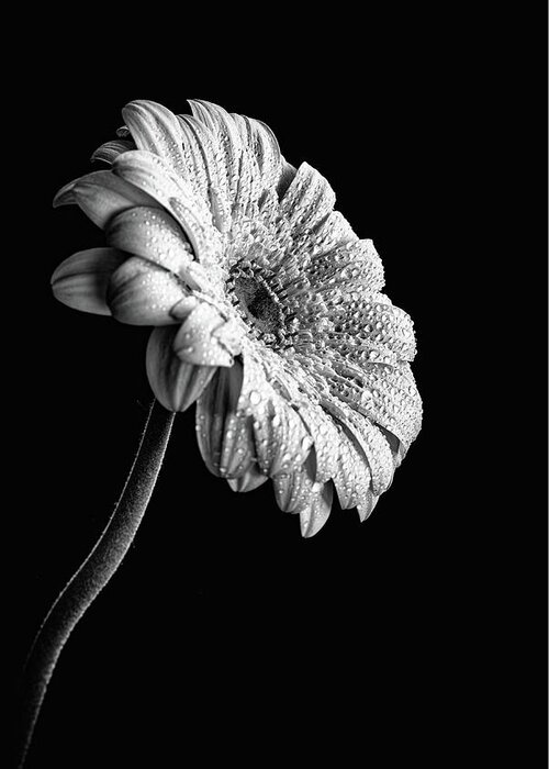 Blooming Flower Greeting Card featuring the photograph White blooming marguerite flower with waterdrops on petals isolated on black background by Michalakis Ppalis