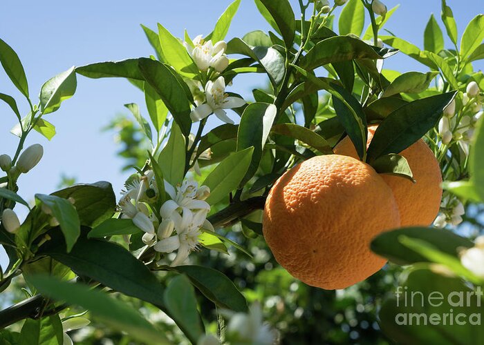 Orange Blossom Greeting Card featuring the photograph White blossoms, ripe oranges and floral beauty in the Mediterranean sunlight by Adriana Mueller