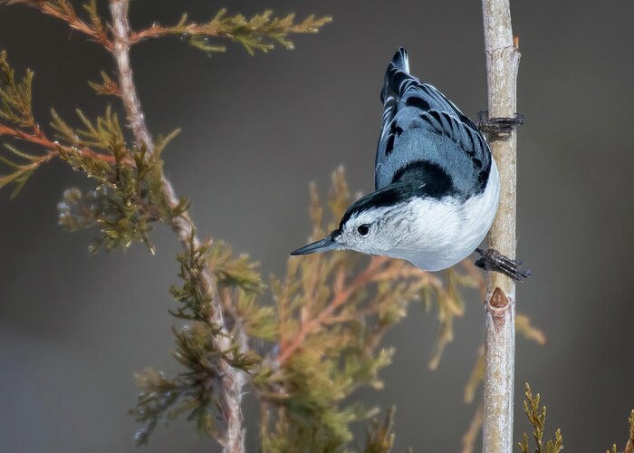 Back Yard Birds Greeting Card featuring the photograph White Breasted Nuthatch by Linda Shannon Morgan