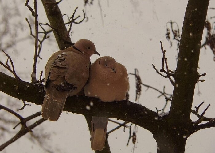 Pair Of Doves Greeting Card featuring the photograph White Christmas by Attila Meszlenyi
