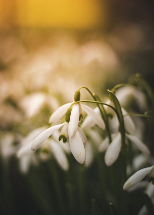 Europe Greeting Card featuring the photograph White common snowdrop - prank of nature by Vaclav Sonnek