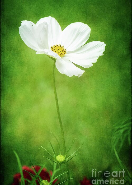 Cosmos Greeting Card featuring the photograph White Cosmos Portrait by Anita Pollak