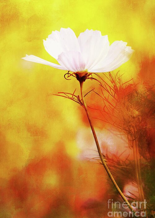 White Cosmos Greeting Card featuring the photograph White Cosmos Standing Proud by Anita Pollak