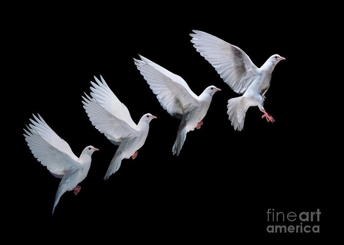 Columba Livia Greeting Card featuring the photograph White dove in flight multiple exposure 4 on black by Warren Photographic