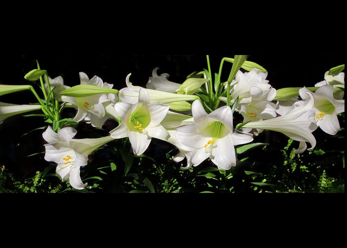 Black Background Greeting Card featuring the photograph White Lilies by Crystal Wightman