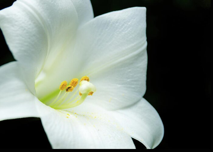 Abstract Greeting Card featuring the photograph White lily flower, yellow pollen, dark background by Jean-Luc Farges