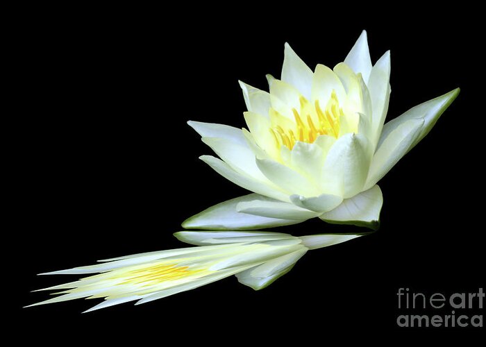 Water Lily; Water Lilies; Lily; Lilies; Flowers; Flower; Floral; Flora; White; Yellow; Black; Reflection; Digital Art; Photography; Painting; Simple; Decorative; Décor; Macro; Close-up Greeting Card featuring the photograph White Lily Reflection by Tina Uihlein