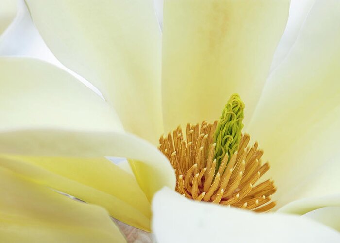 White Greeting Card featuring the photograph White Magnolia Bloom by Karen Smale