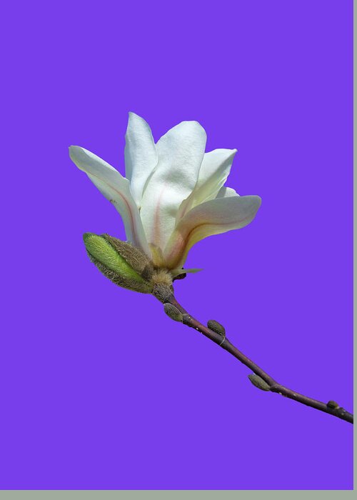 Photosbycate.com Greeting Card featuring the photograph White Magnolia on Purple by Cate Franklyn