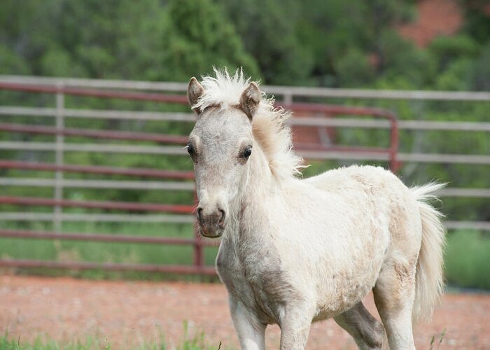 Horse Greeting Card featuring the photograph White Miniature Foal by Jody Miller