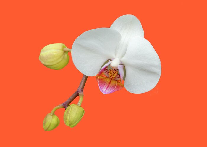 Phalaenopsis Greeting Card featuring the photograph White Moth Orchid on Orange by Cate Franklyn