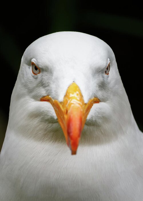 Grey Greeting Card featuring the photograph White pacific seagull head portrait by Rick Deacon
