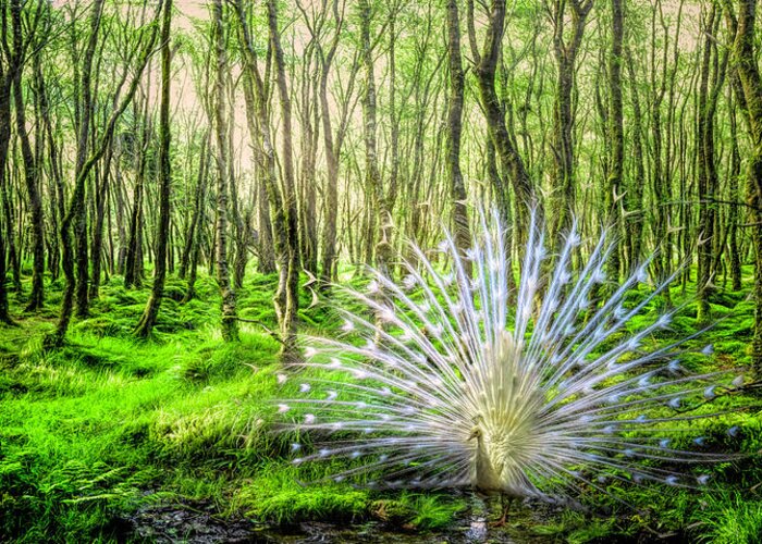 Mountains Greeting Card featuring the photograph White Peacock in the Beauty of the Forest by Debra and Dave Vanderlaan
