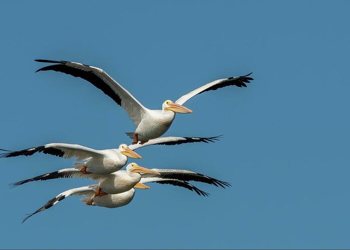 Pelicans Greeting Card featuring the photograph White Pelicans in Flight by Linda Shannon Morgan
