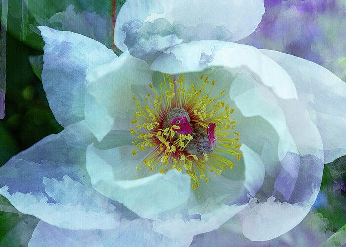 Peony Greeting Card featuring the photograph White Peony by Cate Franklyn