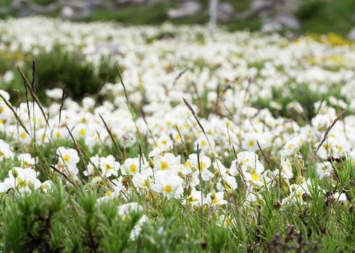 Helianthemum Greeting Card featuring the photograph White rock-rose, Helianthemum apenninum field by Jean-Luc Farges