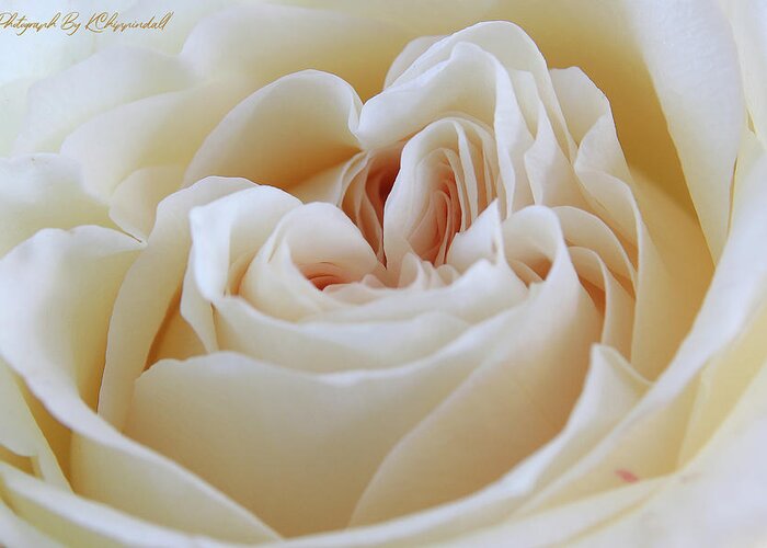 White Rose Greeting Card featuring the digital art White rose 59 by Kevin Chippindall