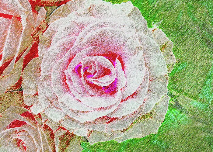 Rose Greeting Card featuring the photograph White Rose in Pink and Green by Corinne Carroll