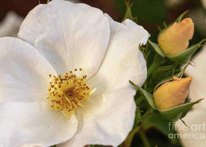 White Greeting Card featuring the photograph White Rose by Lorraine Cosgrove