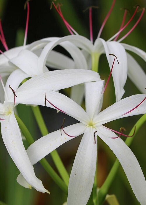 White Greeting Card featuring the photograph White Spider Lily by Mary Anne Delgado