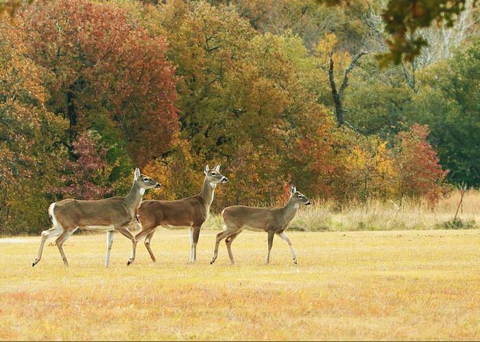 Nature Greeting Card featuring the photograph White-tail Deer in Autumn Field by Sheila Brown