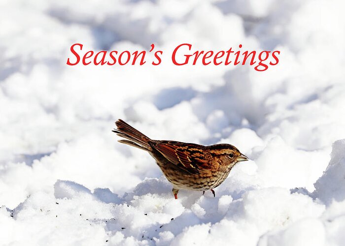Sparrow Greeting Card featuring the photograph White Throated Sparrow In Snow Season's Greetings by Debbie Oppermann