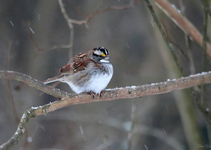 Birds Greeting Card featuring the photograph White-Throated Sparrow on a Winter Day by Trina Ansel