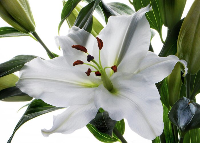 Tiger Lily Greeting Card featuring the photograph White Tiger Lily by Terence Davis
